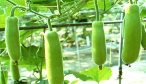 Benefits of gourd cultivation