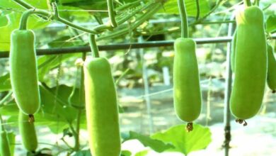 Benefits of gourd cultivation