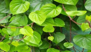 Betel cultivation