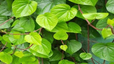 Betel cultivation