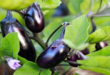 Brinjal cultivation