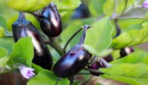 Brinjal cultivation