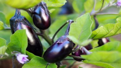 Brinjal cultivation