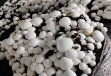 Button mushroom cultivation