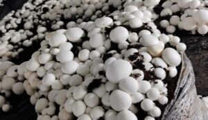 Button mushroom cultivation