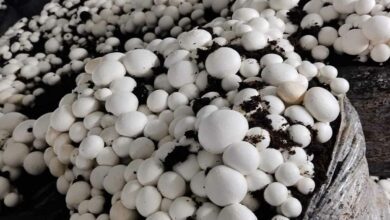 Button mushroom cultivation