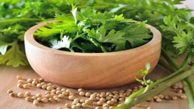 Coriander cultivation