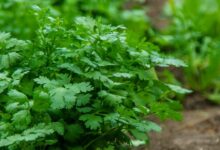 Coriander sowing tips