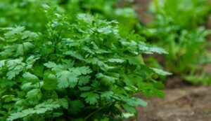 Coriander sowing tips