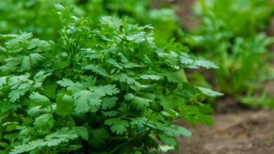 Coriander sowing tips