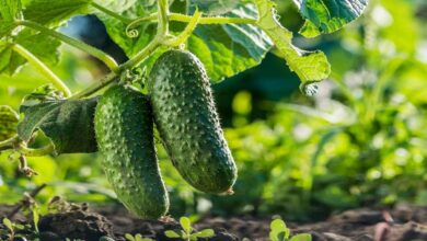 Cucumber cultivation tips