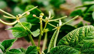 Cultivation of mung bean