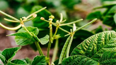 Cultivation of mung bean