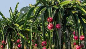 Dragon fruit farming