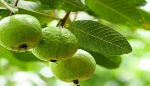 Guava cultivation