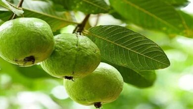 Guava cultivation