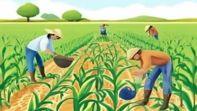 Maize cultivation