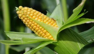 Maize cultivation