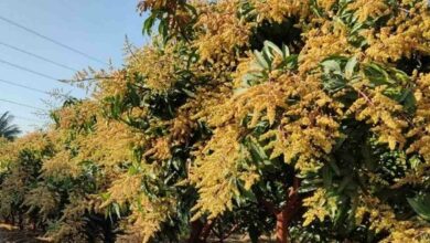 Mango cultivation