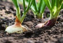 Onion crop diseases