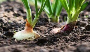 Onion crop diseases