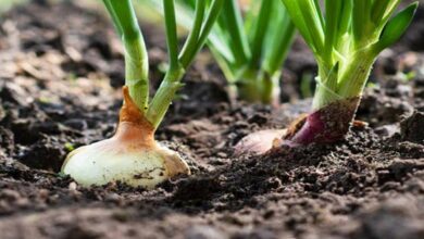 Onion crop diseases