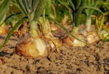 Onion cultivation