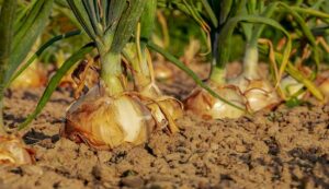 Onion cultivation