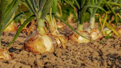 Onion cultivation