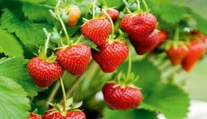 Strawberry farming profit