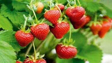 Strawberry farming profit