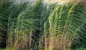 Sugarcane farming tips