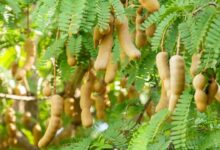 Tamarind farming