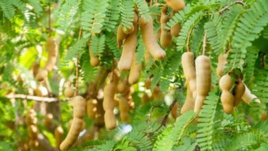 Tamarind farming